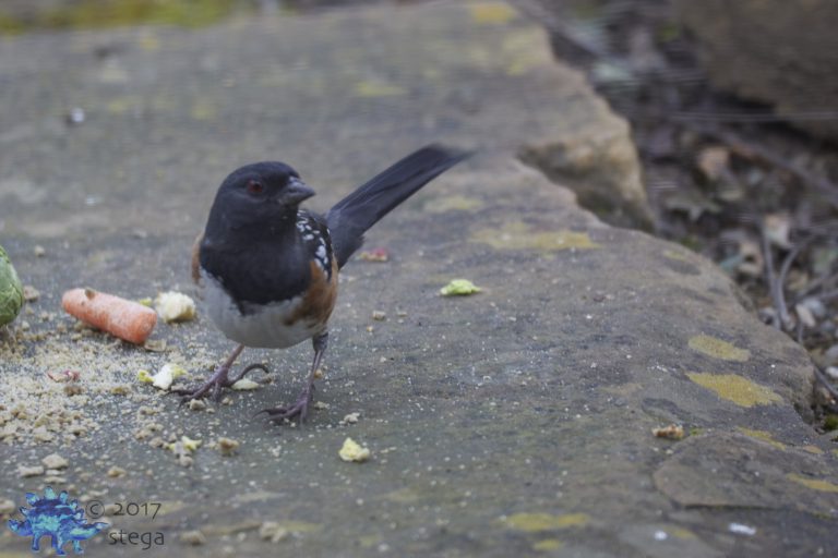 Spotted Towhee