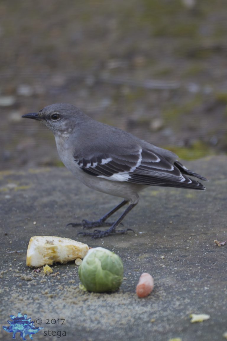 Northern Mocking Bird Week (redux)