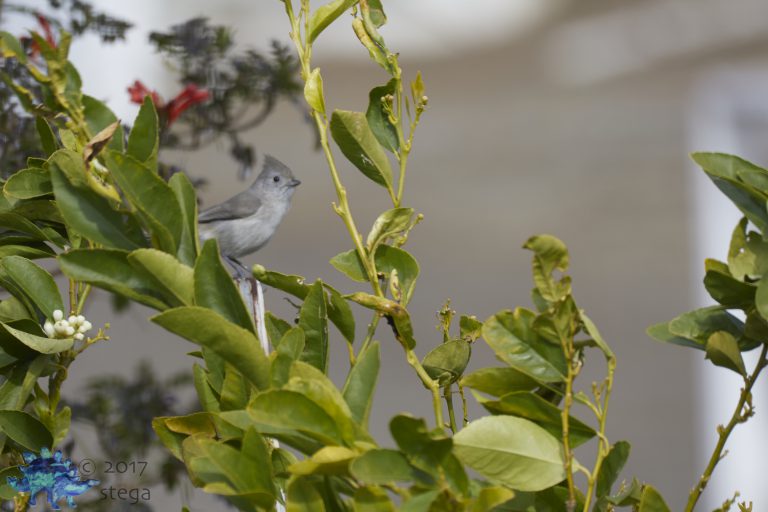 Oak Titmouse