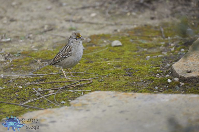 Gold-Crowned Sparrow