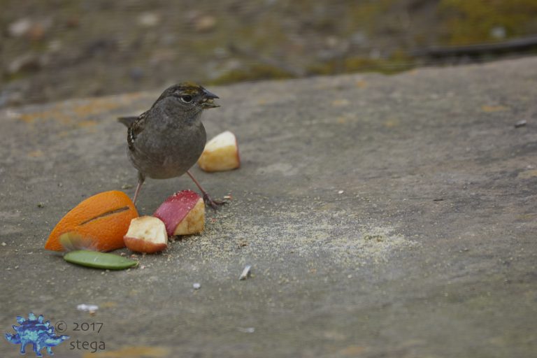 Gold-Crowned Sparrow