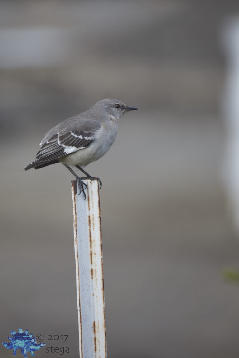 Tail-less Northern Mockingbird