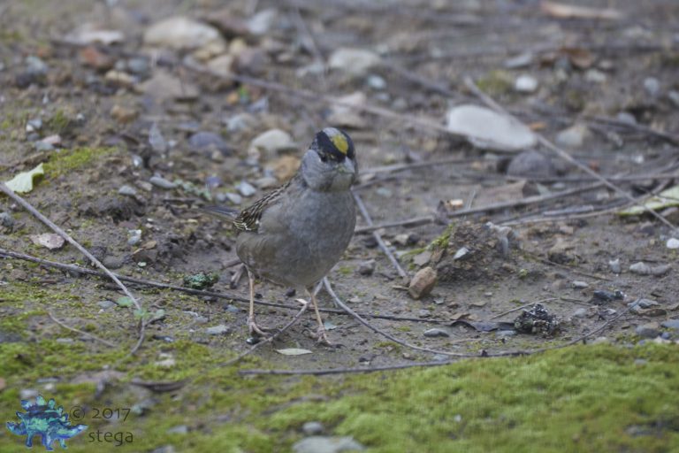 Gold-Crowned Sparrow