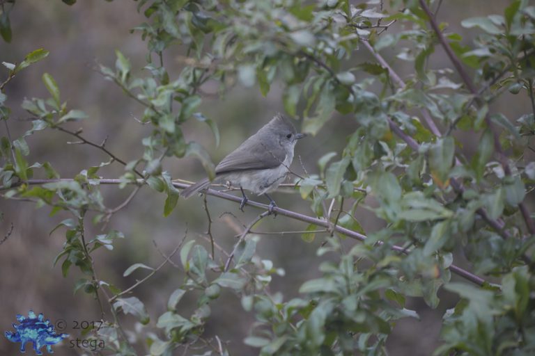 Oak Titmouse Week