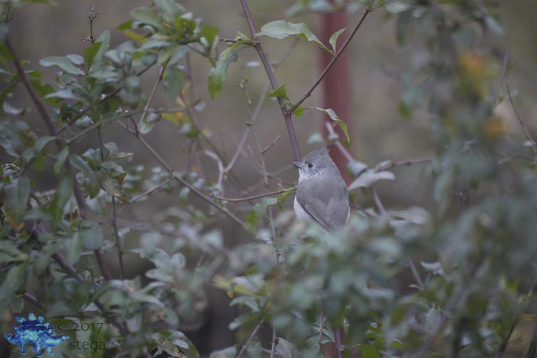 Oak Titmouse Week