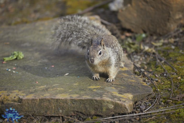 Ground Squirrel