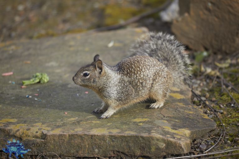 Ground Squirrel