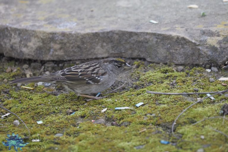Gold-Crowned Sparrow