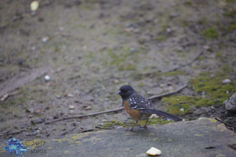 Spotted Towhee