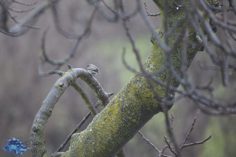 Rare Bird Butts (Yellow-rumped Warbler and Western Bluebird)