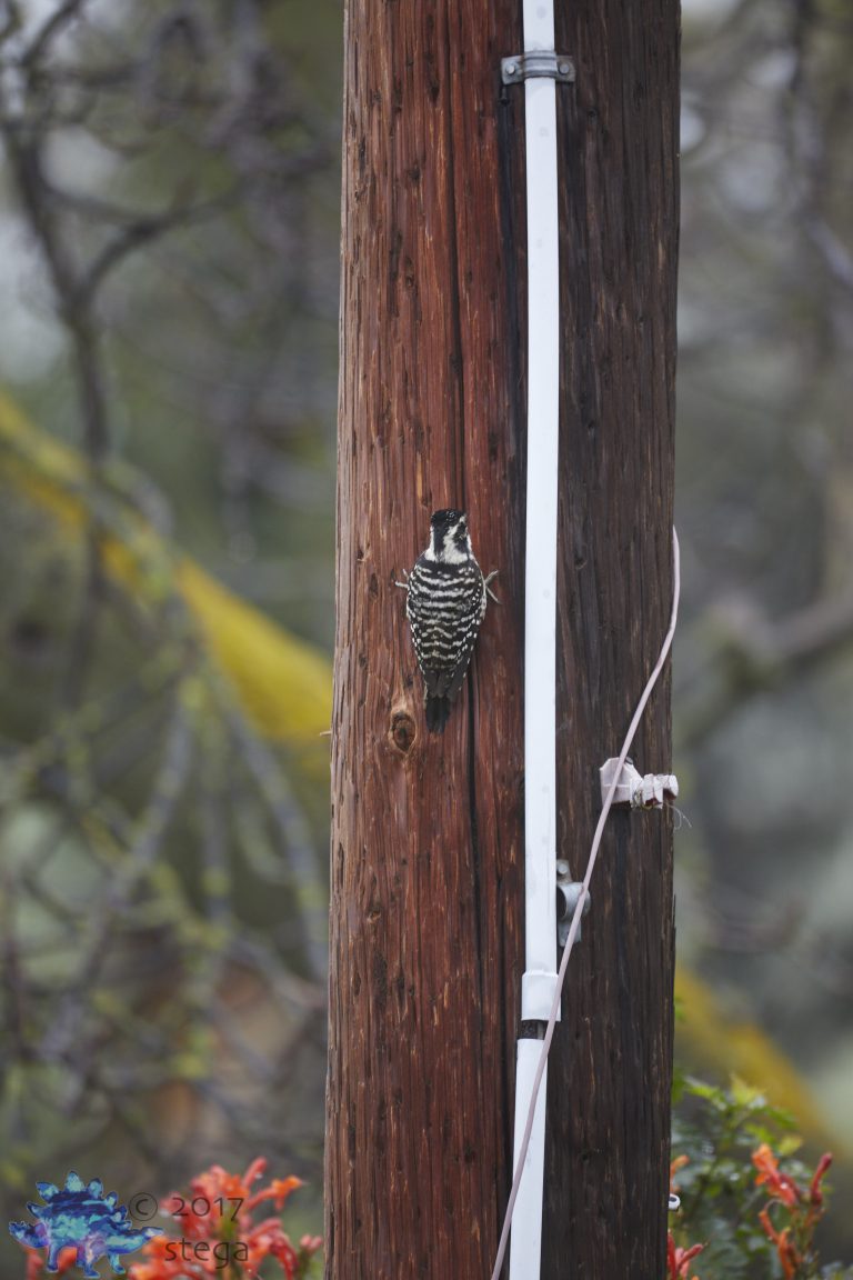 Nuttail’s Woodpecker
