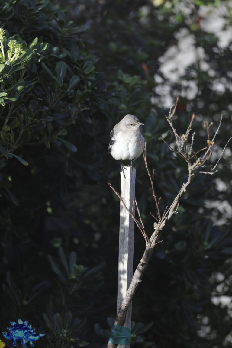 Northern Mocking Bird Week (redux)