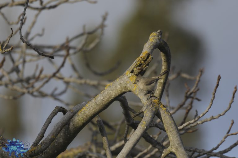 Oak Titmouse Week (try to find it!)