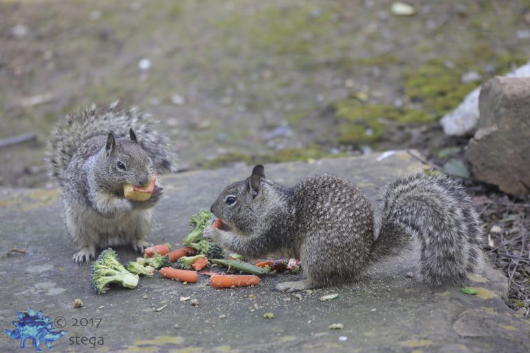 Feasting Squirrels