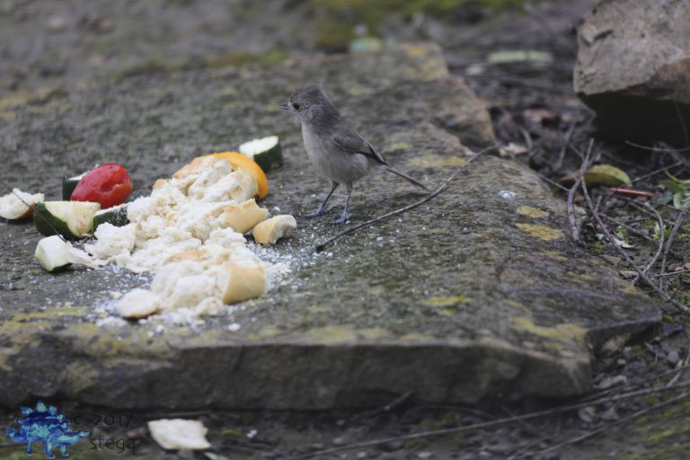 Oak Titmouse Week