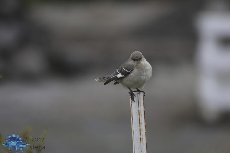 Northern Mocking Bird Week (redux)