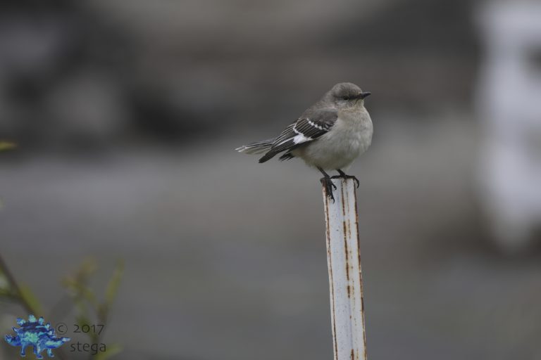 Old School Week: Northern Mockingbird