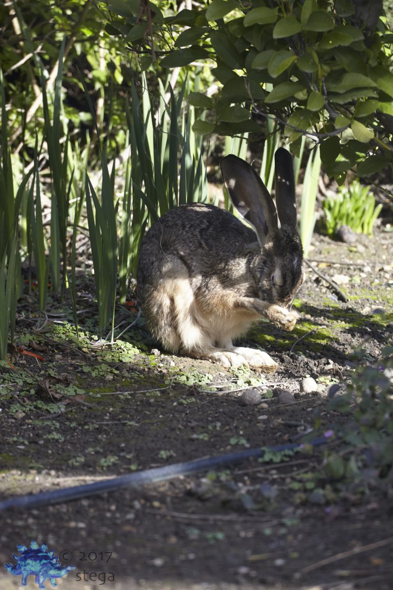 Hare