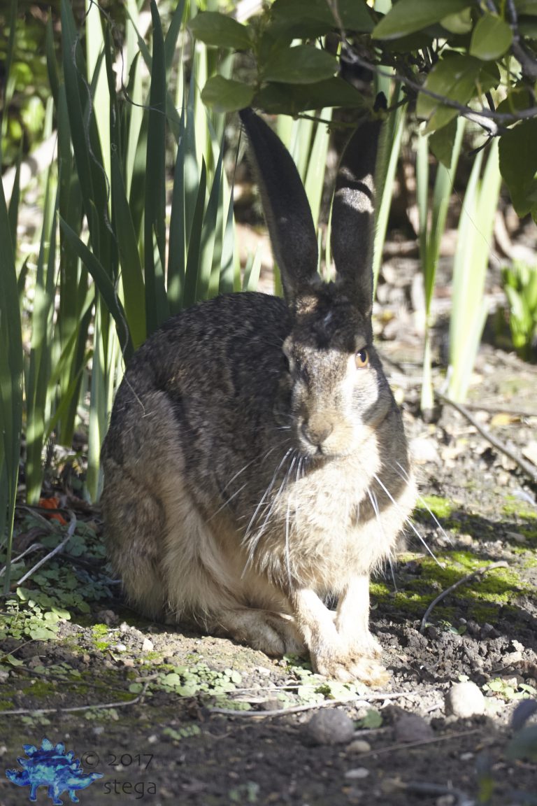 Hare