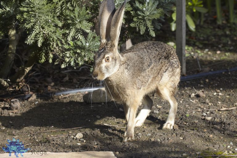 Western Hare