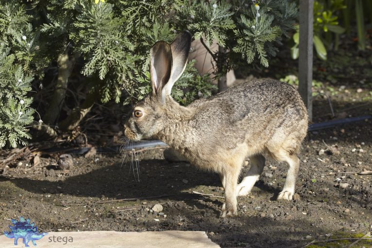 Western Hare Week
