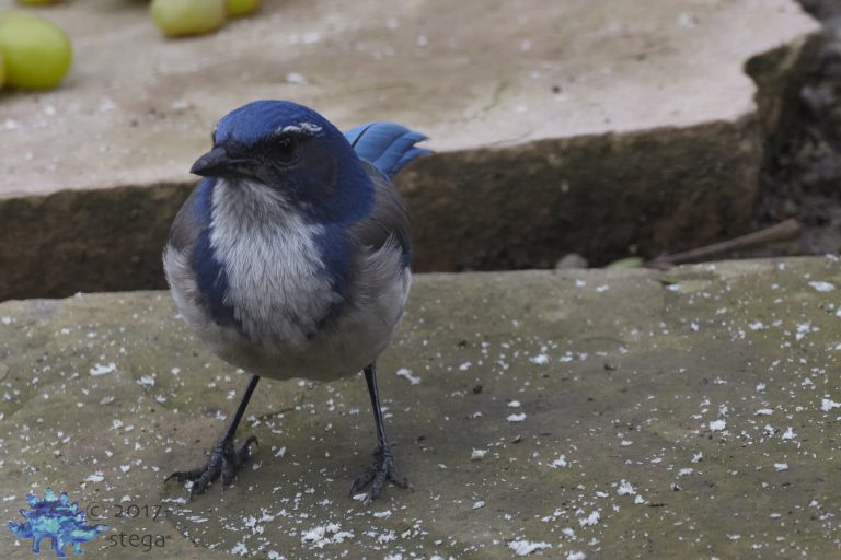 California Scrub Jay