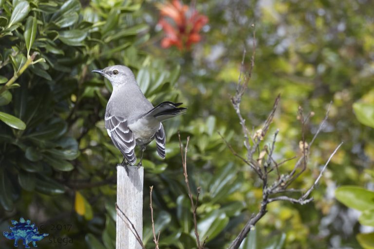 Northern Mockingbird