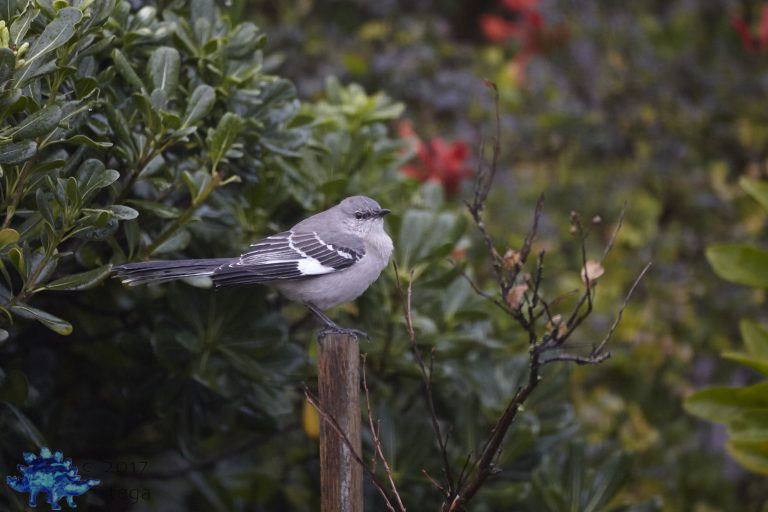 Northern Mockingbird