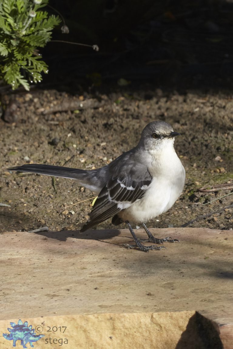 Northern Mockingbird