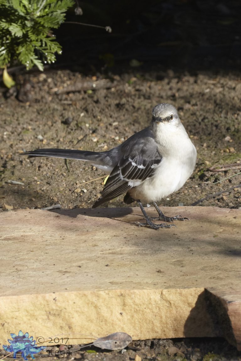 Northern Mocking Bird Week (redux)