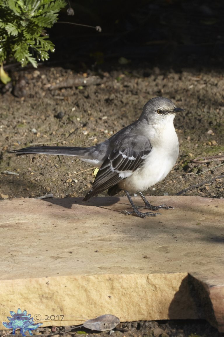 Northern Mockingbird