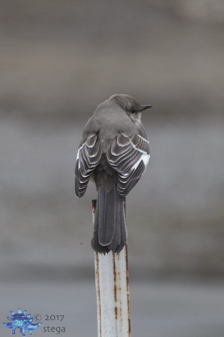 Northern Mockingbird