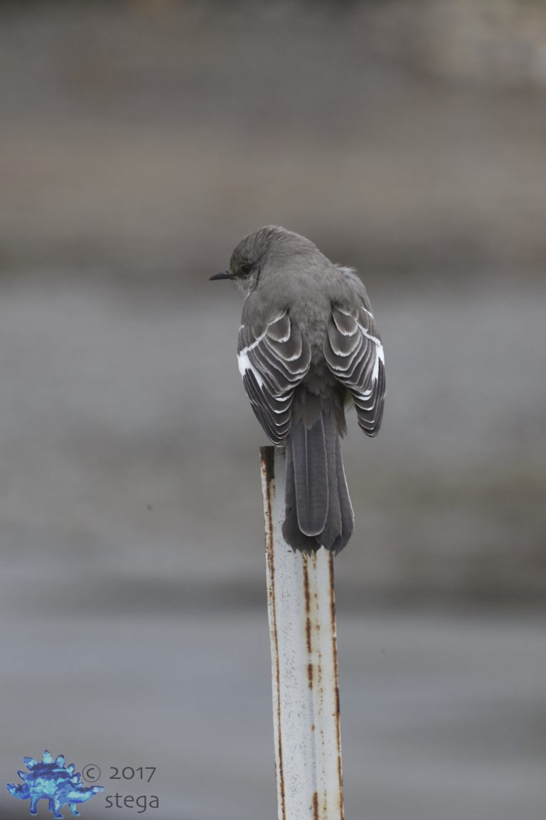 Northern Mocking Bird Week (redux)