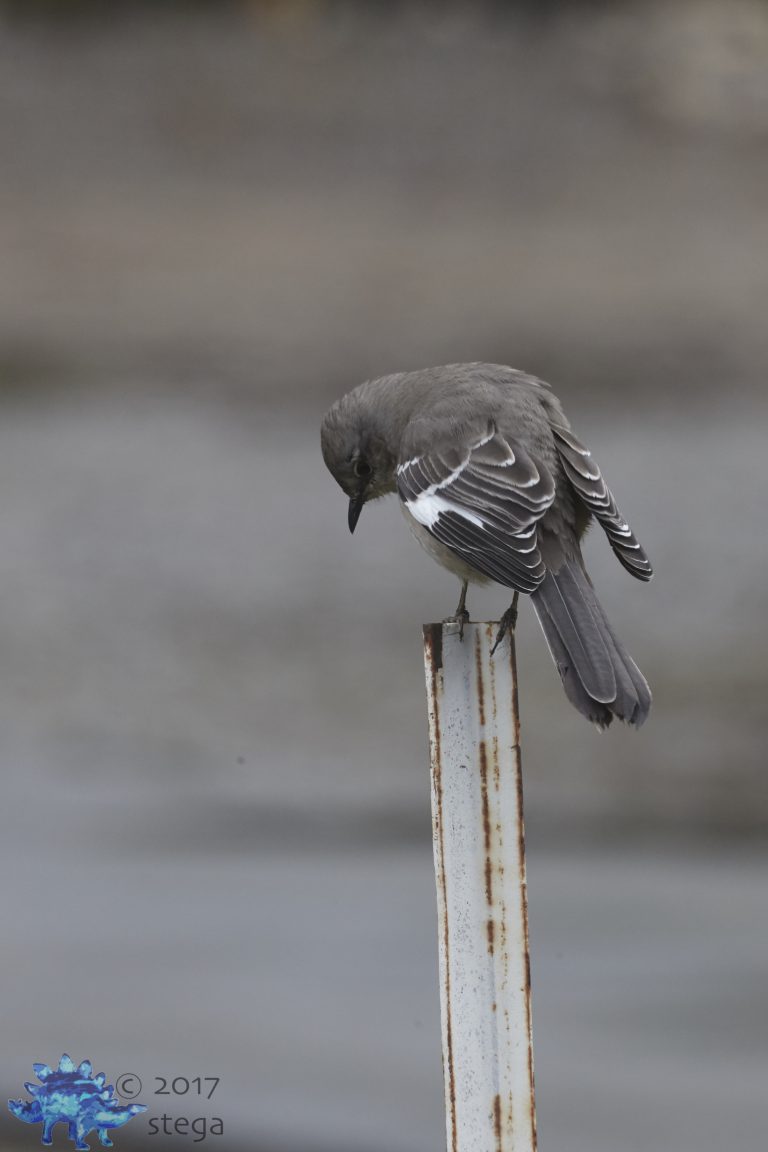 Northern Mockingbird
