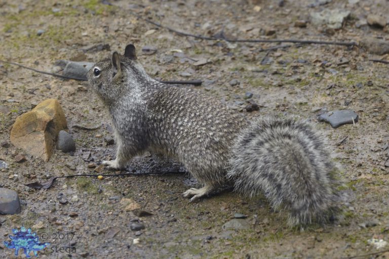 Ground Squirrel