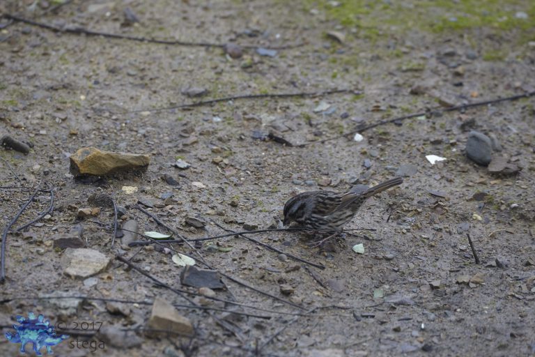 Song Sparrow (I think)
