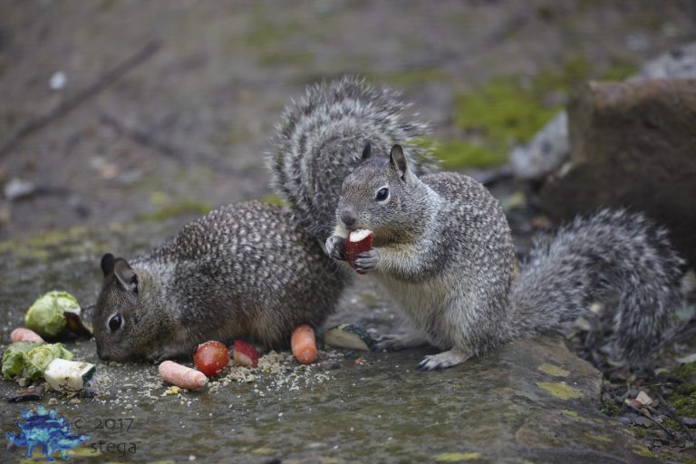 Feasting Ground Squirrels