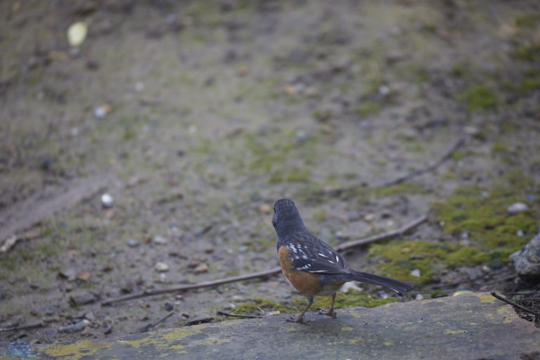 Spotted Towhee