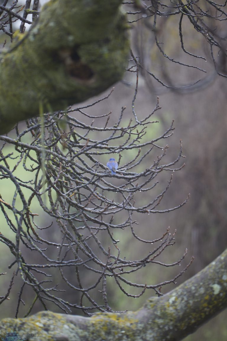 Bluebird (butt)