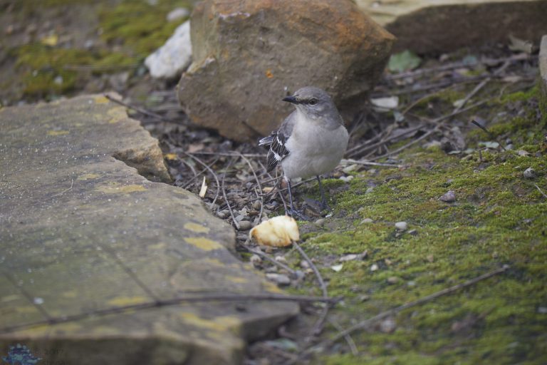Northern Mockingbird