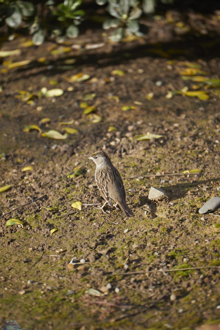 Gold-Crowned Sparrow