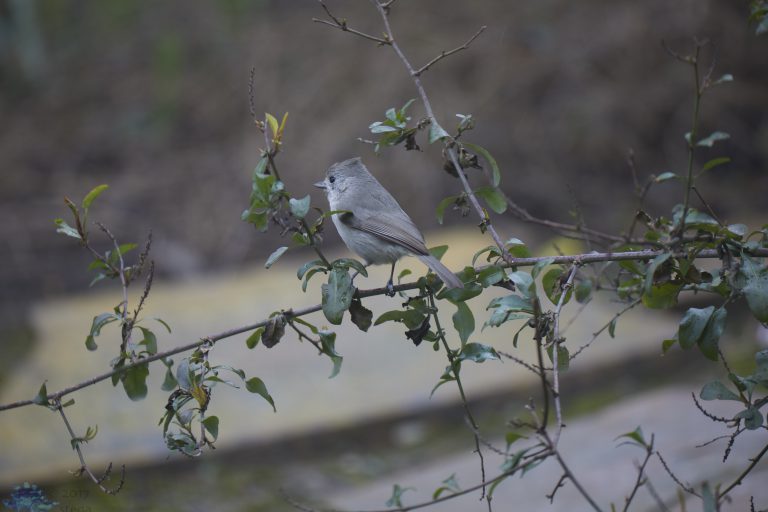 Oak Titmouse