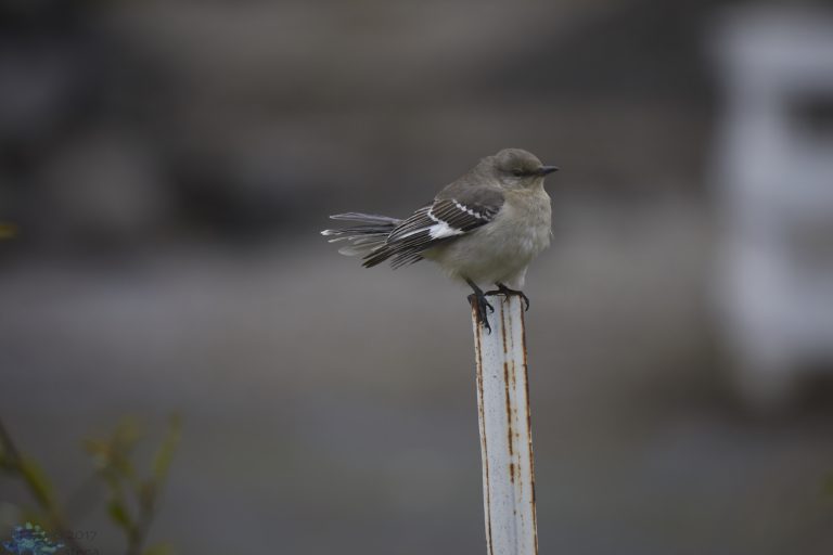 Northern Mockingbird