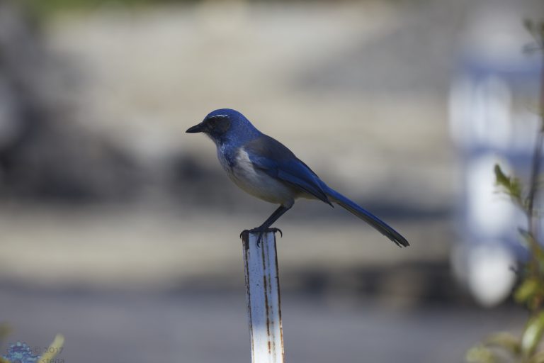 California Scrub Jay