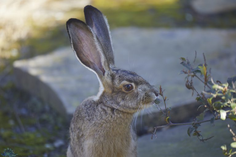 Hare Week (Evening Edition)