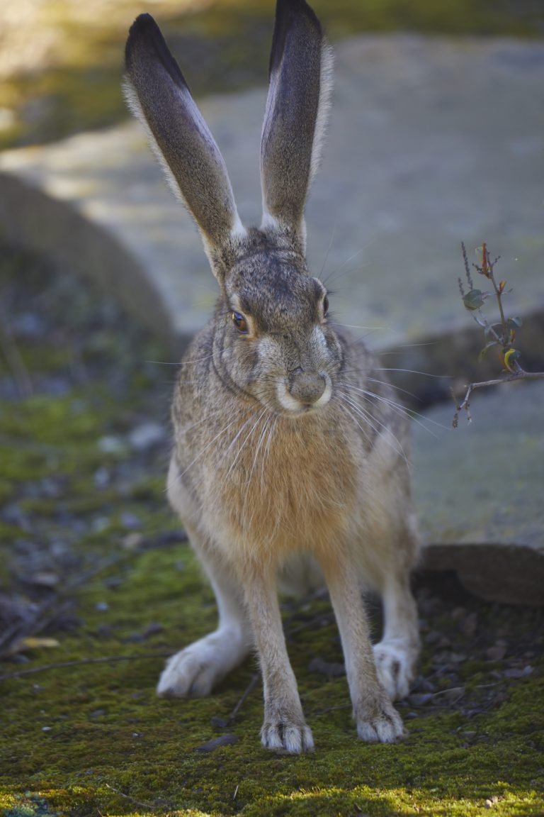Western Hare