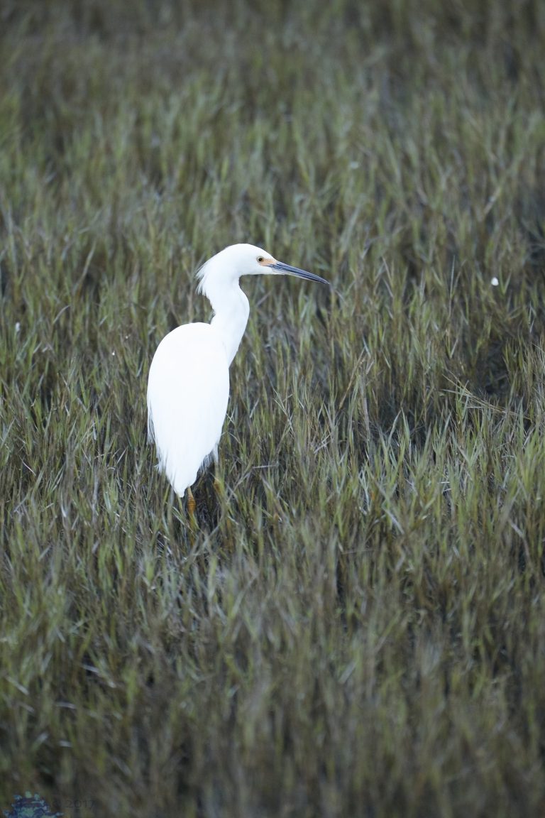Outside: Mill Valley Birds