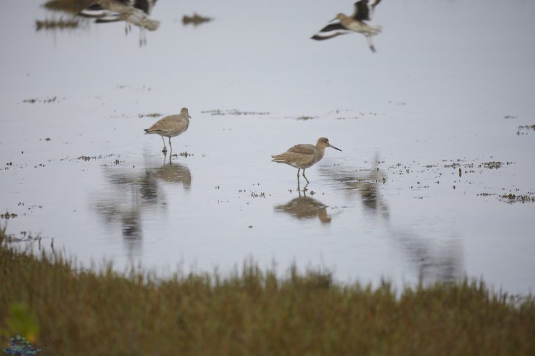 Outside: Mill Valley Birds