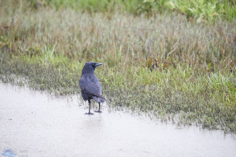 Outside: Mill Valley Birds
