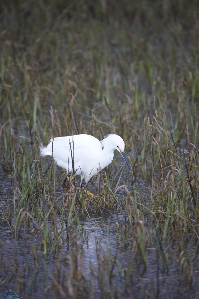 Outside: Mill Valley Birds
